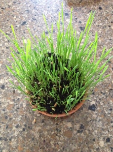 Wheat grass: a spring planting project from my daughter's school.
